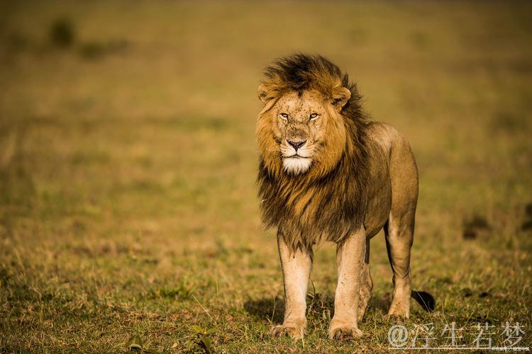 “克努佩尔砍下33分无力回天 公牛129-126击败黄蜂终结连败” “克努佩尔砍下33分无力回天 公牛129-126击败黄蜂终结连败”